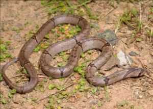 中國小頭蛇 中國小頭蛇
