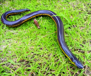 版納魚螈 版納魚螈