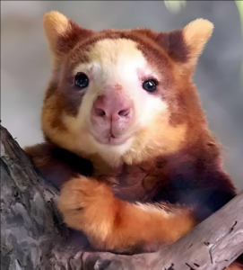 白腹樹(shù)袋熊