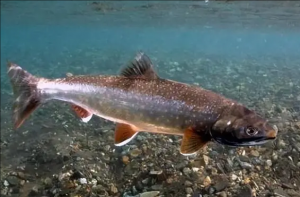 北極鮭魚 北極鮭魚