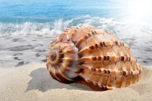 海螺 海螺