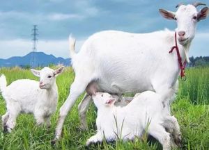 奶山羊 奶山羊