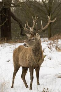 歐洲馬鹿 歐洲馬鹿