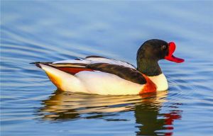 翹鼻麻鴨 翹鼻麻鴨