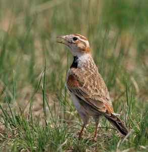 蒙古百靈 蒙古百靈