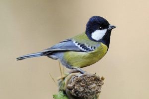 綠背山雀 綠背山雀