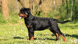 羅威納犬 羅威納犬