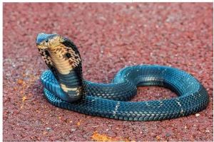 眼鏡王蛇 眼鏡王蛇