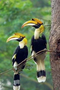 冠斑犀鳥(niǎo) 冠斑犀鳥(niǎo)