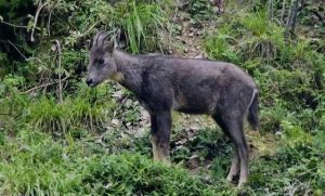 中華斑羚 中華斑羚